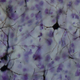 Stained macaque neurons